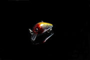 5x 3cm Popper Crank Bait Fishing Lure Lures Surface Tackle Saltwater - Outbackers